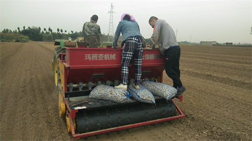 羞羞答答网站种植
